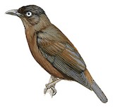 Mountain Starling Illustration