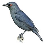 Asian Glossy Starling Illustration