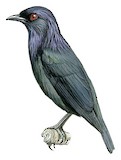 Short-tailed Starling Illustration