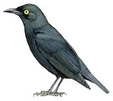 Micronesian Starling Illustration