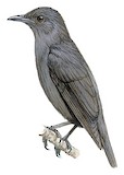 Pohnpei Starling Illustration