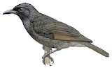 Samoan Starling Illustration