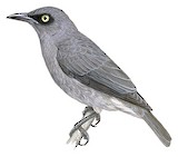 Rarotonga Starling Illustration