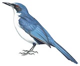 Blue-and-white Mockingbird Illustration