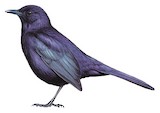 Black Catbird Illustration