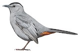 Grey Catbird Illustration