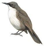 White-breasted Thrasher Illustration