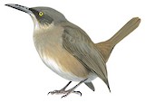 Grey Trembler Illustration