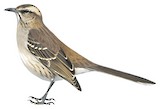 Chilean Mockingbird Illustration