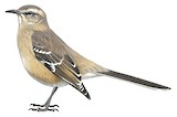 Patagonian Mockingbird Illustration