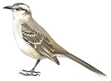 Chalk-browed Mockingbird Illustration