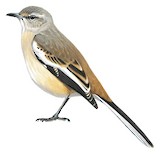 White-banded Mockingbird Illustration