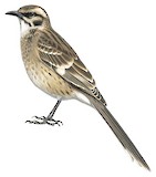 Long-tailed Mockingbird Illustration