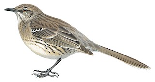 Mimus gundlachii hillii