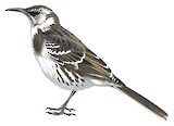 Floreana Mockingbird Illustration