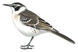 Galapagos Mockingbird Illustration