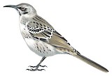 Espanola Mockingbird Illustration