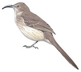 Curve-billed Thrasher Illustration