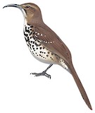 Ocellated Thrasher Illustration