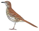 Brown Thrasher Illustration