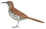 Long-billed Thrasher Illustration