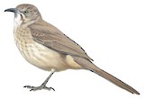 Bendire's Thrasher Illustration