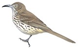 Grey Thrasher Illustration