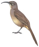 California Thrasher Illustration