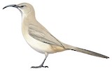 LeConte's Thrasher Illustration