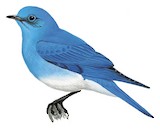 Mountain Bluebird Illustration