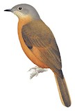 Fraser's Rufous Thrush Illustration