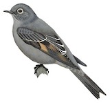 Townsend's Solitaire Illustration