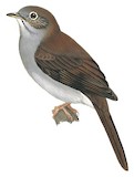 Cuban Solitaire Illustration