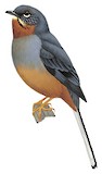 Rufous-throated Solitaire Illustration