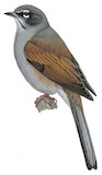 Brown-backed Solitaire Illustration