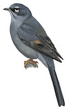 Slate-colored Solitaire Illustration