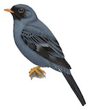 Black-faced Solitaire Illustration