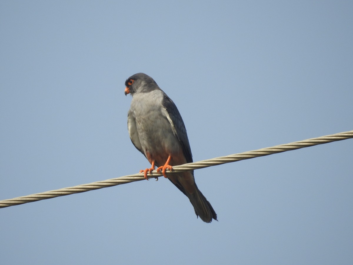 Amur Falcon - Manoj Karingamadathil