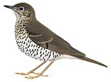 Long-tailed Thrush Illustration