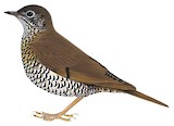 Alpine Thrush Illustration