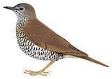 Sichuan Thrush Illustration