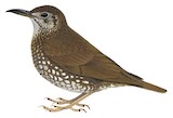 Dark-sided Thrush Illustration