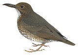 Long-billed Thrush Illustration