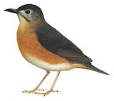 Everett's Thrush Illustration