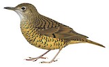 Sri Lanka Thrush Illustration