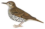 Nilgiri Thrush Illustration