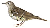 Amami Thrush Illustration