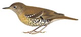 Fawn-breasted Thrush Illustration