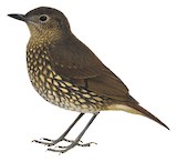 Guadalcanal Thrush Illustration