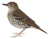 Makira Thrush Illustration